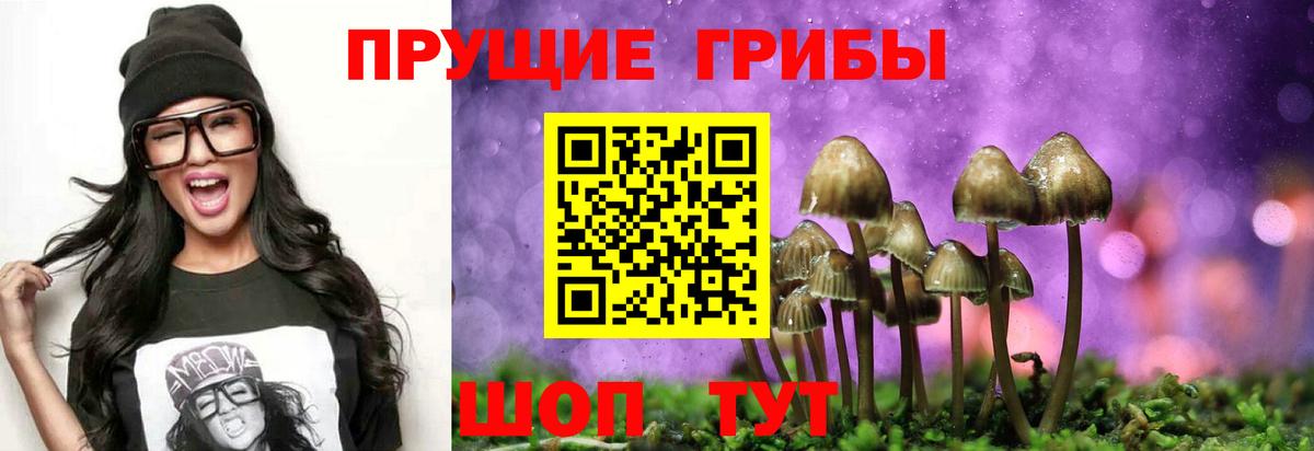Донской  Галлюциногенные грибы Psilocybine cubensis  Псилоцибиновые грибы мицелий  Вход с VPN 